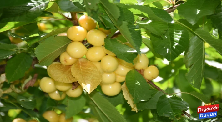 Niğde'de Don Afeti Nedeniyle Bu Yıl Meyve Hasadı Yapılamıyor