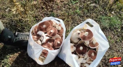 Baharın Gelişiyle Mantar Sezonu Başladı