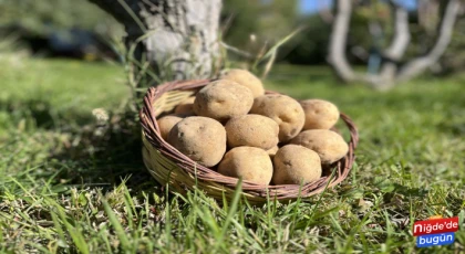 Sanayilik Patates Çeşidi ‘UĞUR’ Tescillendi