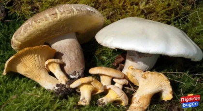 Doğal Ortamda Toplanan Mantarlar Tehlike Saçıyor