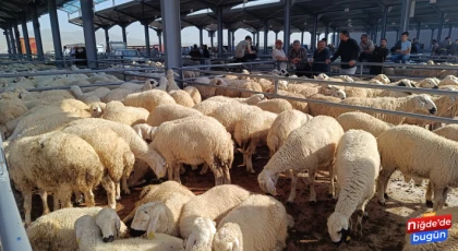 Kurbanlıklar Görücüye Çıktı: Fiyatlar Belli Oldu